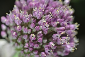 Garlic Flower Fireworks